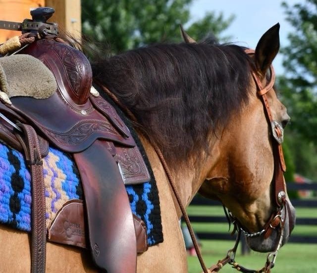 image of a horse